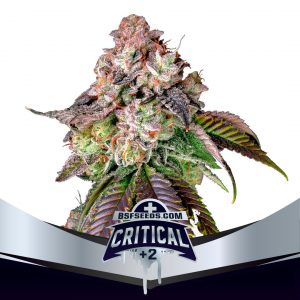 Critical +2 x4 - BSF Seeds