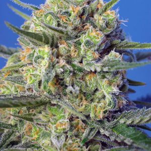 Crystal Candy FV x25 - Sweet Seeds