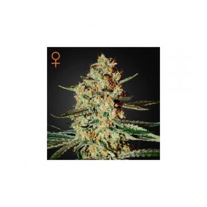 Himalaya Gold x3 Fem - Green House