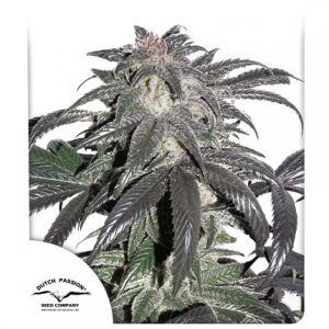 Bubba Island Kush x3 Fem - Dutch passion