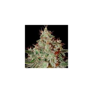 Lemon Skunk x1 - Green House