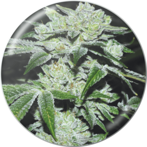 Sour Glue x3 Fem - Medical Seeds