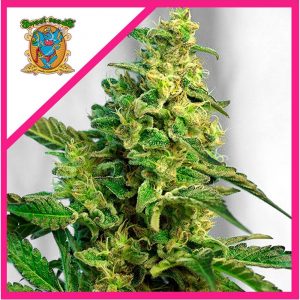 Green Poison FV Fem x25 - Sweet Seeds