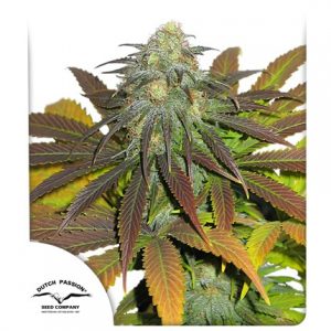 Californian Orange Fem x100 - Dutch Passion