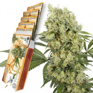 Medikit CBD fem x3 - Buddha Seeds