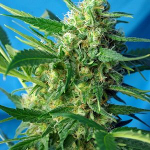 NYC Diesel Auto x4 - Sweet Seeds