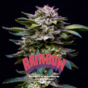 Gorilla Rainbows x2 - BSF