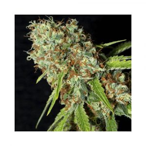 Jamaican Dream CBD x3+1 - Eva Seeds