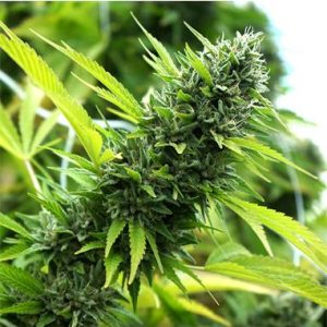 Banana Sapphire x3 - Humboldt