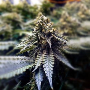 Chocolate Mint OG 2.0 x3 - Humboldt