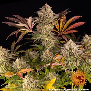 Blue Sunset Sherbet x3 - Barneys farm