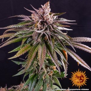 Kush Mintz x3 - Barneys Farm