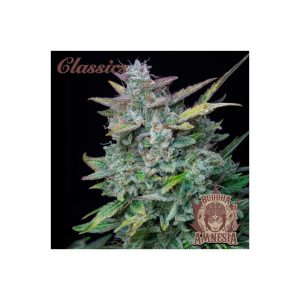 Amnesia Classics Auto x3 - Buddha Seeds