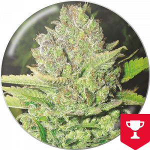 Devil Fruit fem x3 - Medical Seeds