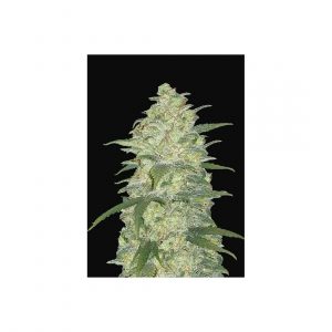 Original White Widows auto x1 - Fast Buds