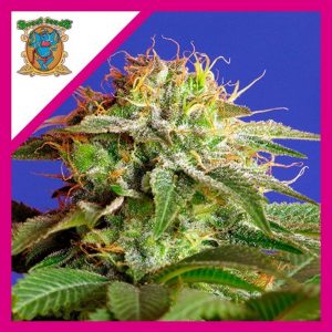 Green Poison Fem x25 - Sweet Seeds