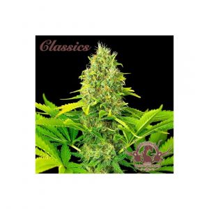 White Widow Classics Auto x3 - Buddha Seeds