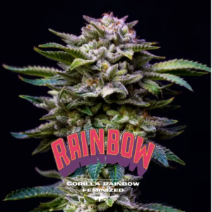Gorilla Rainbows GK x4 - BSF Seeds