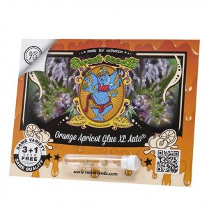 Orange Apricot Glue XL Auto x4 - Sweet Seeds