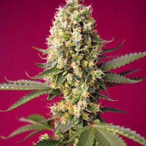 Skywalker OG Runtz XL Auto x4 - Sweet Seeds