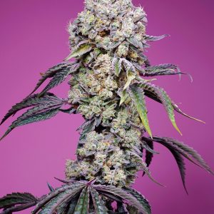 Sweet Mandarine Zkittlez XL FV x4 - Sweet Seeds