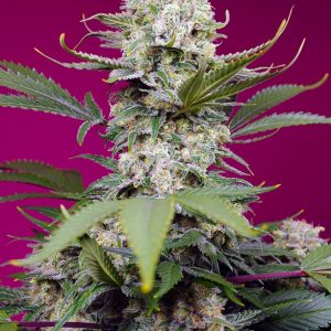 Sweet Mandarine Zkittlez XL Auto x4 - Sweet Seeds