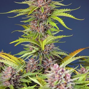 Mimosa Bruce Banner XL Auto x4 - Sweet Seeds