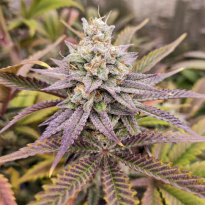 Sugar Bomb Punch x3 - Dutch Passion