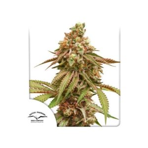 Tropical Tangie x3 - Dutch Passion