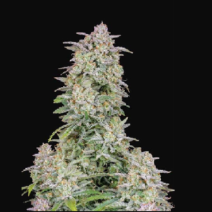 Forbidden Runtz auto x1 - Fast Buds