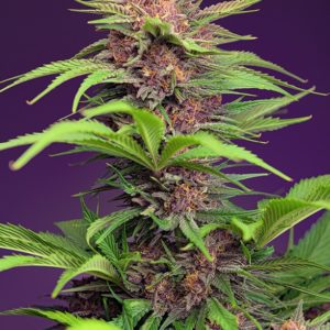 Red Mimosa XL Auto x25 - Sweet Seeds