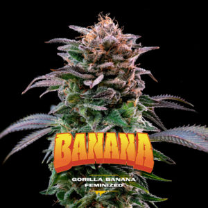 Gorilla Banana GK x4 - BSF Seeds