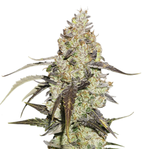 Runntz x3 (+2 Candy Kush) - Medical Seeds