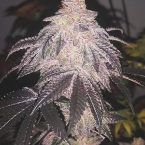 Cookies Sherbert Auto x3 (+2 Candy Kush) - Medical Seeds