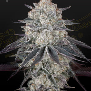 Fullgas x3 - Green House Seeds