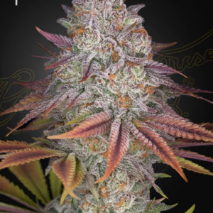 Pulp Friction x3 - Green House Seeds