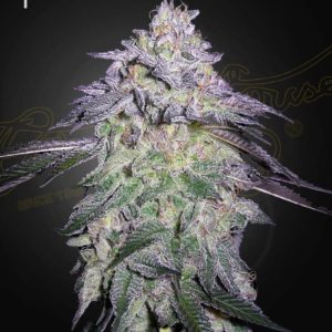 Nori Cake x3 - Green House Seeds