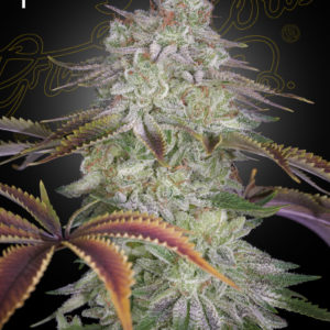 Alienz x3 - Green House Seeds