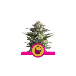 Amnesia Haze X10 - Royal Queen Seeds