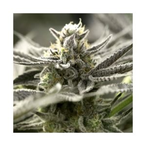 OGKZ Auto x3 - Humboldt Seeds