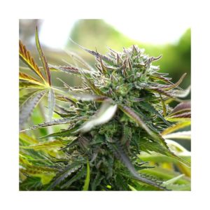 Auto Pineapple Chem X3 - Humboldt Seeds