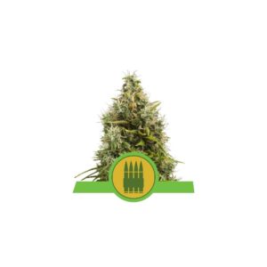 Royal AK Auto x10 - Royal Queen Seeds