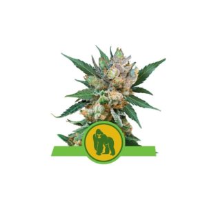 Royal Gorilla Auto x10 - Royal Queen Seeds