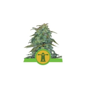 Royal Haze Auto x10 - Royal Queen Seeds