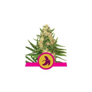 Fat Banana X10 - Royal Queen Seeds