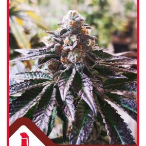 Cookies Purple Punch X3 - Medical Seeds