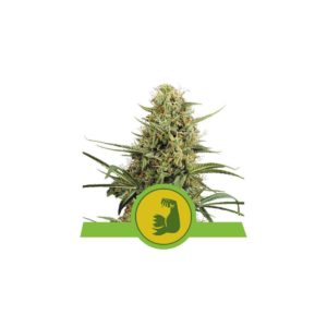 HulkBerry Auto x1 - Royal Queen Seeds