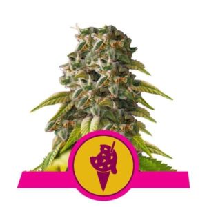 Cookies Gelato Auto x1 - Royal Queen Seeds