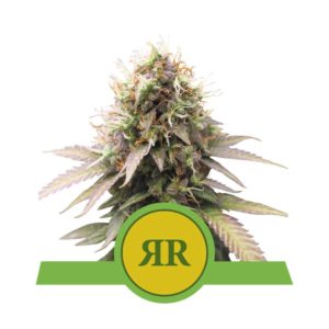Royal Runtz Auto x1 - Royal Queen Seeds