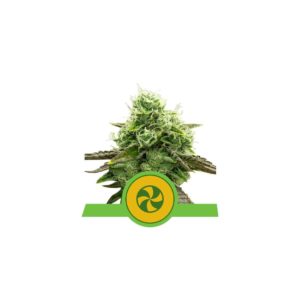 Sweet ZZ Auto x1 - Royal Queen Seeds